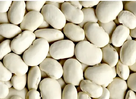 https://shp.aradbranding.com/قیمت خرید لوبیا سفید پلویی عمده به صرفه و ارزان