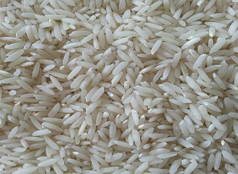 فروش برنج شمال طارم هاشمی + قیمت خرید به صرفه