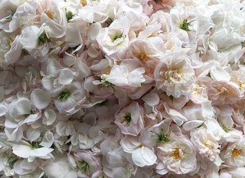 https://shp.aradbranding.com/قیمت گل محمدی سفید رنگ با کیفیت ارزان + خرید عمده