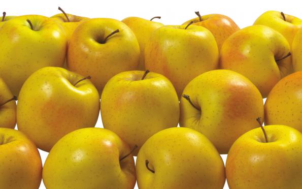 خرید سیب زرد ممتاز + قیمت فروش استثنایی