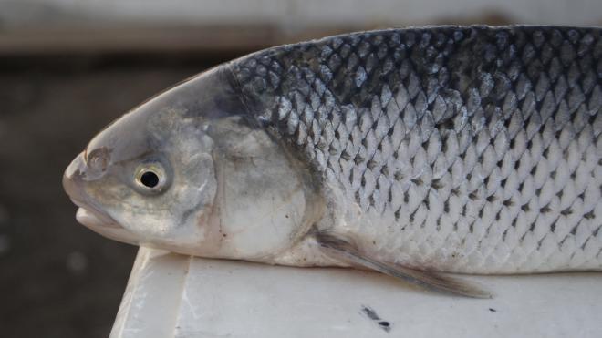 خرید ماهی سفید دریای خزر + قیمت فروش استثنایی