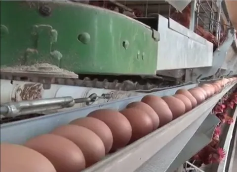 خرید و فروش ماشین جمع آوری تخم مرغ با شرایط فوق العاده
