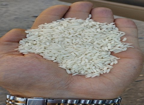 قیمت برنج ندا طارم مازندران + خرید باور نکردنی