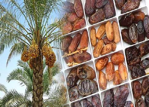فروش خرما شیرین خوزستان+ قیمت خرید به صرفه