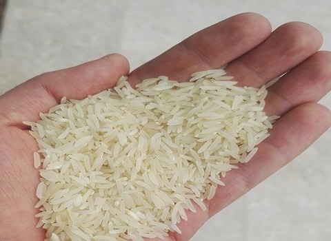 قیمت برنج فجر سوزنی گرگان + خرید باور نکردنی
