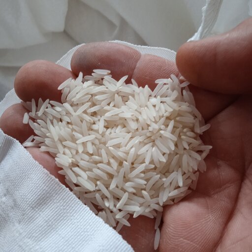 قیمت خرید برنج فجر عطری + فروش ویژه