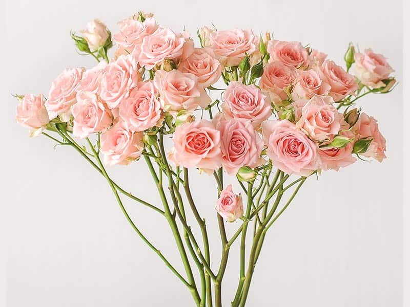 خرید و فروش گل رز مینیاتوری با شرایط فوق العاده