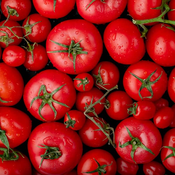 خرید و قیمت گوجه فرنگی ربی + فروش عمده