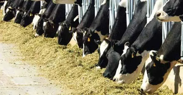 خرید و قیمت خوراک گاو شیری هلشتاین + فروش صادراتی