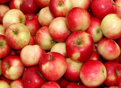 قیمت سیب دو رنگ فرانسوی + خرید باور نکردنی