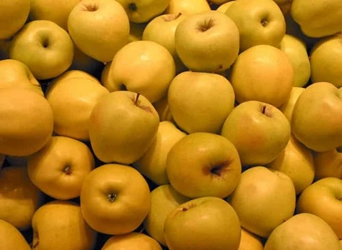 خرید و قیمت سیب زرد گلدن + فروش صادراتی