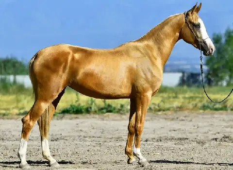 خرید و قیمت اسب ترکمن آخال تکه + فروش عمده