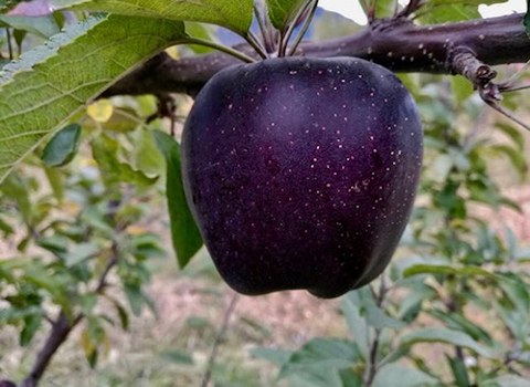 قیمت خرید میوه سیب سیاه عمده به صرفه و ارزان