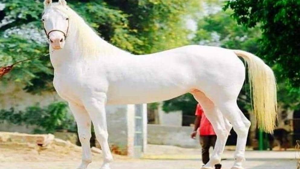 قیمت خرید اسب سفید زیبا با فروش عمده