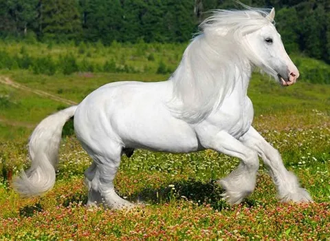 قیمت خرید اسب سفید کوچک + فروش ویژه