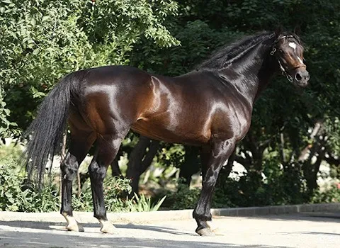 خرید اسب سیاه بزرگ + قیمت فروش استثنایی