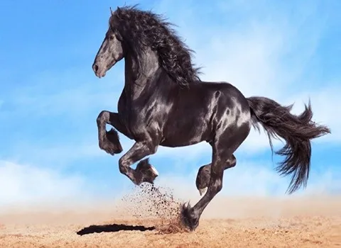 https://shp.aradbranding.com/خرید و فروش اسب مشکی کرد با شرایط فوق العاده