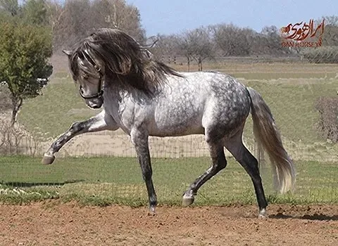 https://shp.aradbranding.com/قیمت خرید اسب مسابقه ای ترکمن  با فروش عمده