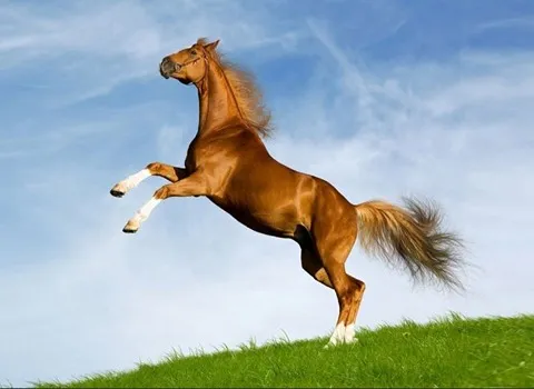 خرید اسب مسابقه ای ایران + قیمت فروش استثنایی