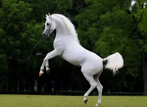 https://shp.aradbranding.com/قیمت خرید اسب سفید کرد + فروش ویژه