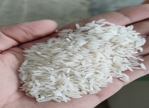 خرید برنج دانه بلند شمال + قیمت فروش استثنایی
