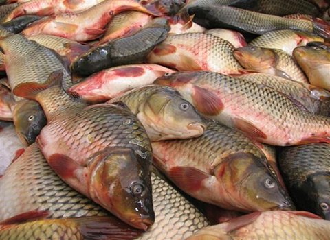 خرید و فروش ماهی کپور دریا با شرایط فوق العاده