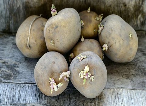 https://shp.aradbranding.com/خرید و قیمت سیب زمینی همدان + فروش صادراتی