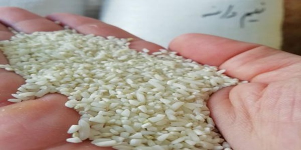 خرید و فروش برنج نیم دانه جنوب با شرایط فوق العاده