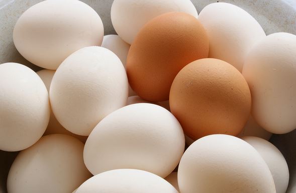 قیمت تخم مرغ محلی سفید با کیفیت ارزان + خرید عمده