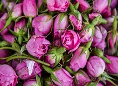 فروش گلاب دو آتیشه شیراز  + قیمت خرید به صرفه