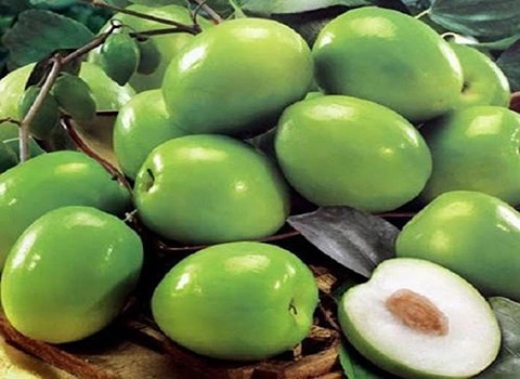 خرید میوه عناب سبز + قیمت فروش استثنایی