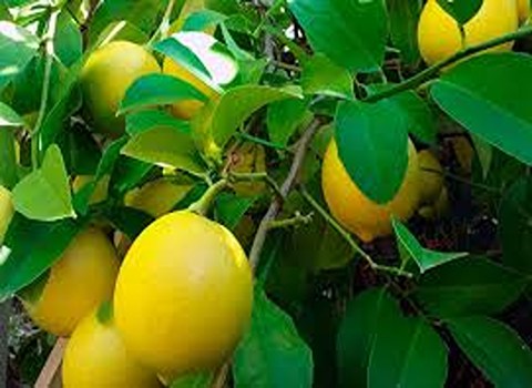 قیمت لیمو ترش درخت با کیفیت ارزان + خرید عمده