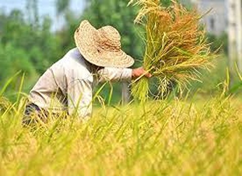 https://shp.aradbranding.com/قیمت برنج شمال عطری اعلا با کیفیت ارزان + خرید عمده