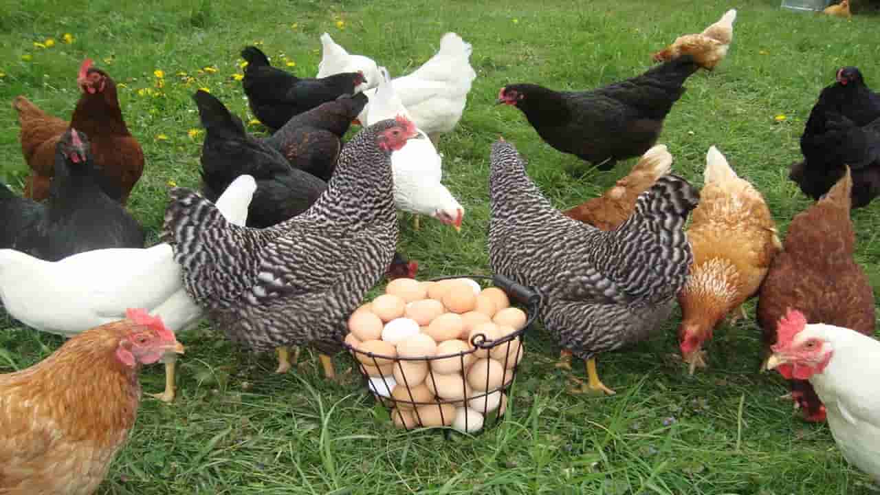 قیمت خرید مرغ محلی تخمگذار عمده به صرفه و ارزان