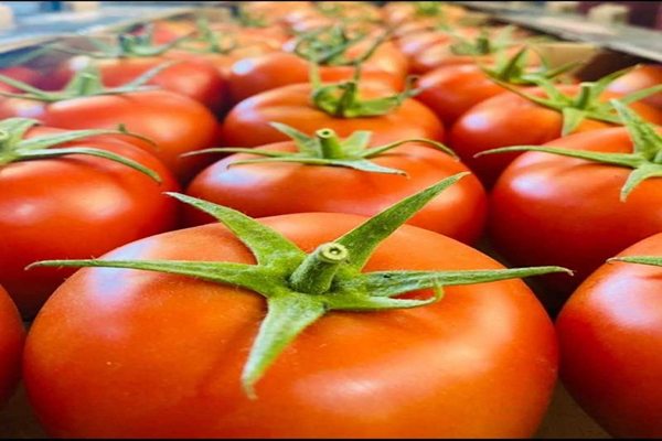 قیمت گوجه گلخانه ای دافنیس + خرید باور نکردنی