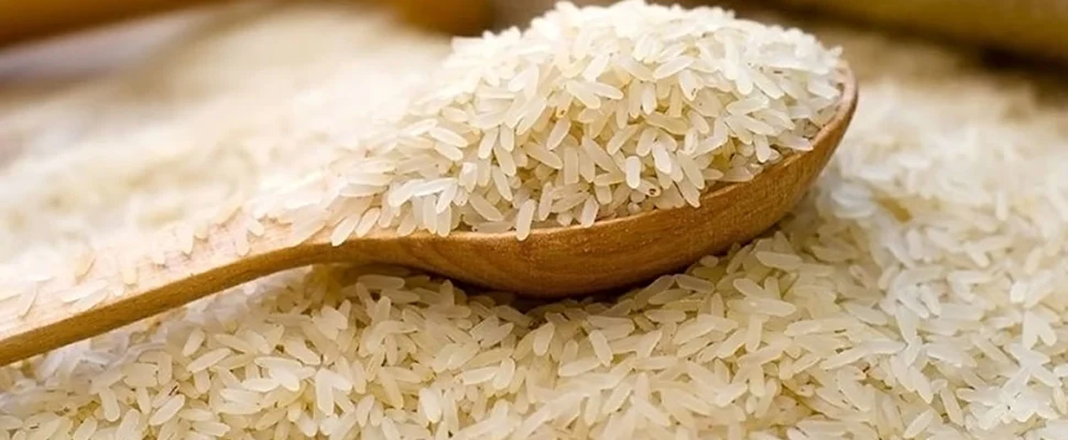 خرید برنج هاشمی سحرخیز + قیمت فروش استثنایی