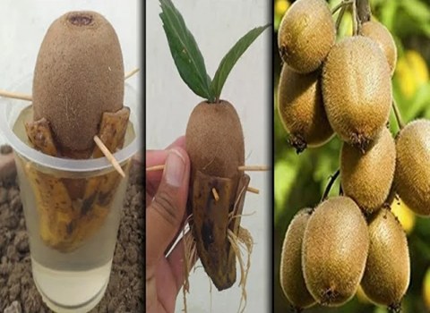 https://shp.aradbranding.com/قیمت خرید میوه درخت کیوی با فروش عمده