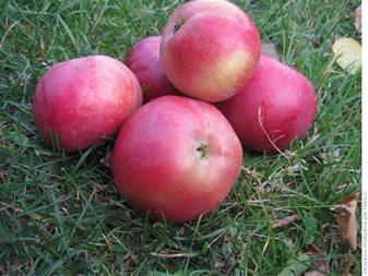 خرید و فروش سیب گلاب ریز همدان با شرایط فوق العاده