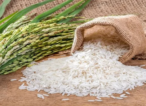 قیمت برنج فجر اعلا اتکا + خرید باور نکردنی