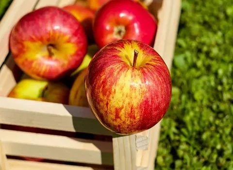 خرید سیب درختی شیراز + قیمت فروش استثنایی