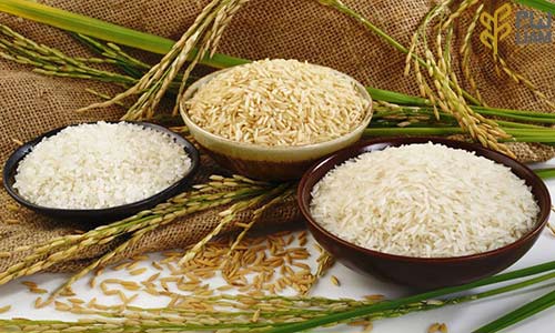 خرید و قیمت برنج صدری درجه یک + فروش عمده