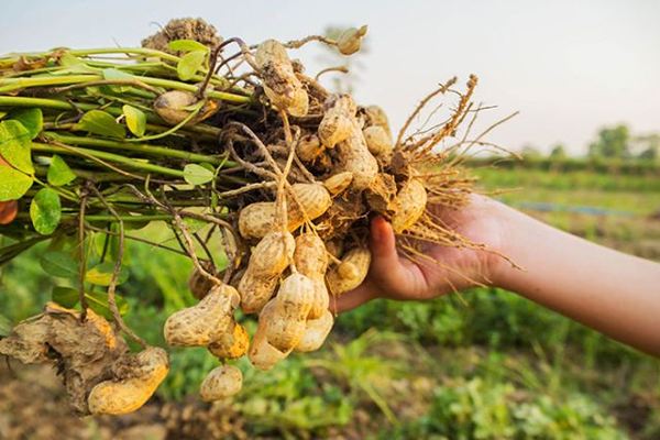 https://shp.aradbranding.com/قیمت خرید ریشه گیاه بادام زمینی عمده به صرفه و ارزان