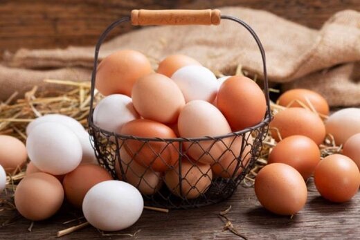 قیمت تخم مرغ رژینا با کیفیت ارزان + خرید عمده