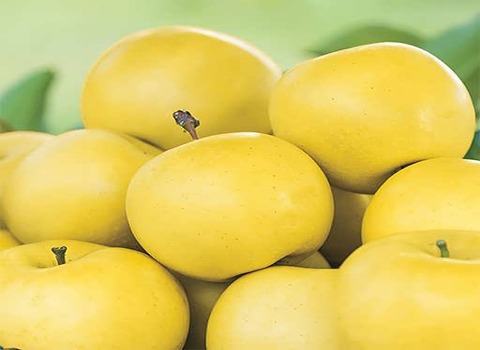https://shp.aradbranding.com/خرید و قیمت سیب زرد شیشه ای + فروش صادراتی