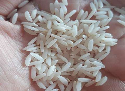 فروش برنج ارگانیک مازندران + قیمت خرید به صرفه