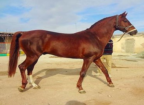 قیمت خرید اسب ترکمن یموت + فروش ویژه