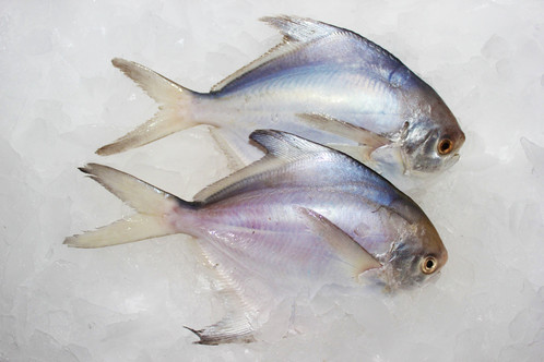 https://shp.aradbranding.com/قیمت خرید ماهی حلوا سفید با فروش عمده