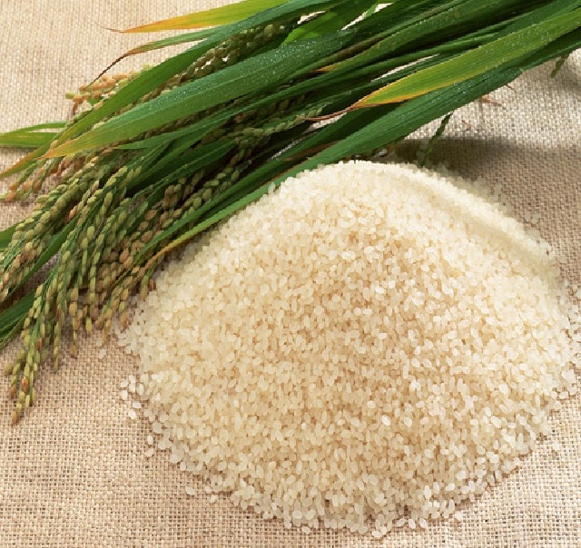 قیمت خرید برنج لاشه شیرودی ممتاز عمده به صرفه و ارزان