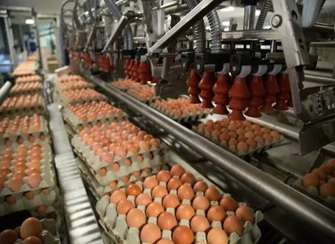 قیمت دستگاه کندلینگ تخم مرغ با کیفیت ارزان + خرید عمده
