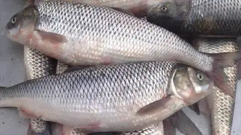 خرید و قیمت ماهی سفید پرورشی مازندران + فروش صادراتی